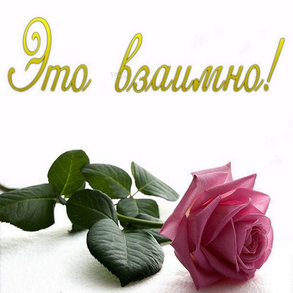 благодарю взаимно