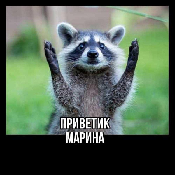 енот полоскун