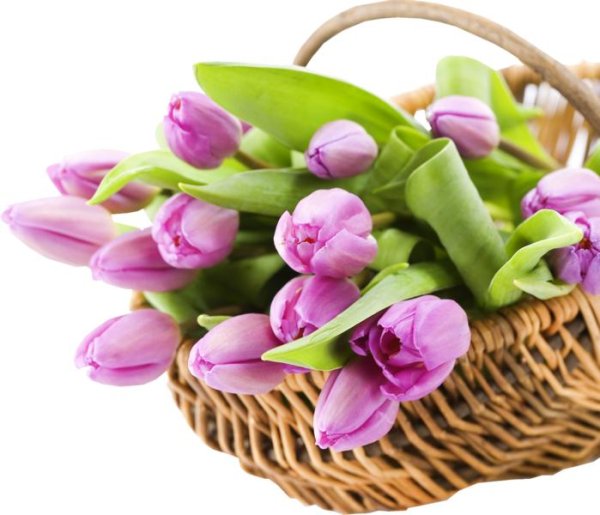 букет тюльпанов