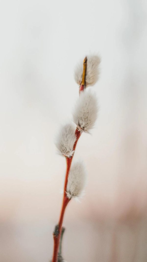 почки вербы