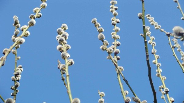 вербное воскресение