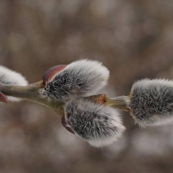 почки вербы