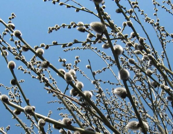 цветение вербы