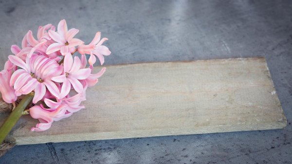 гиацинты в горшке