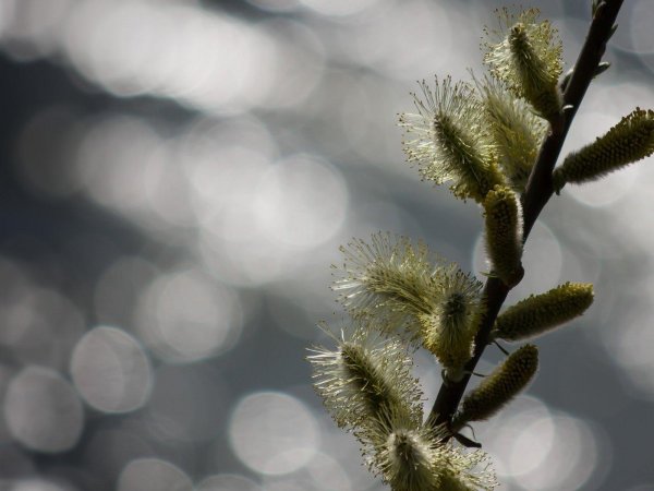 что такое верба