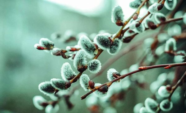 с вербным воскресеньем