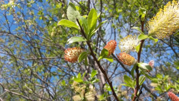 На рабочий стол весна верба