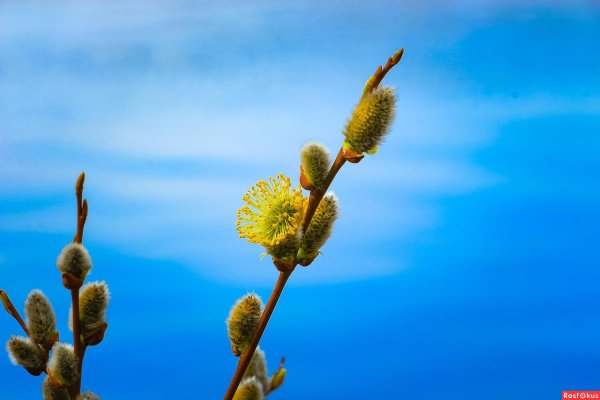 ветка вербы