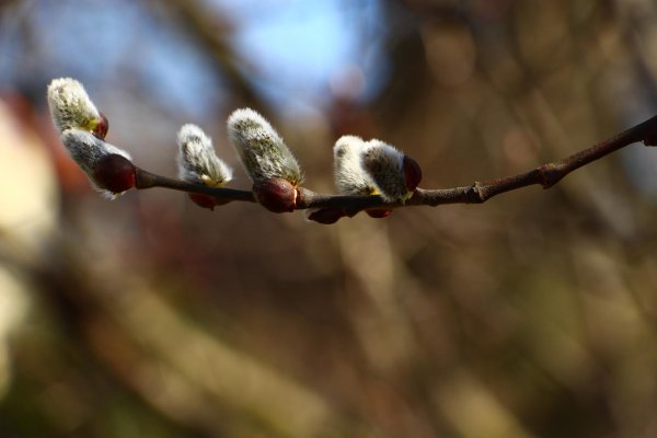 21 марта весенний солнцеворот вербоносица