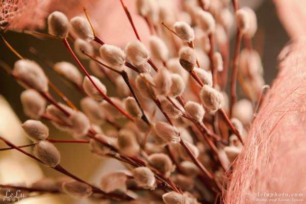 цветение вербы