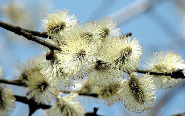 с вербным воскресеньем