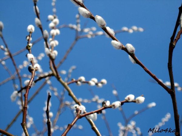 почки вербы