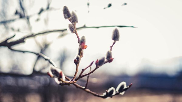 почки вербы