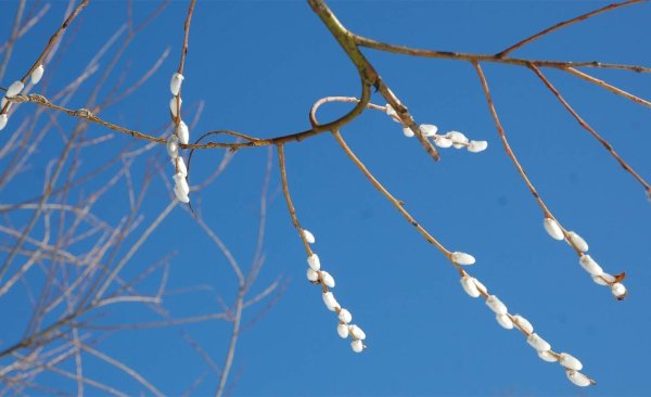 веточка вербы