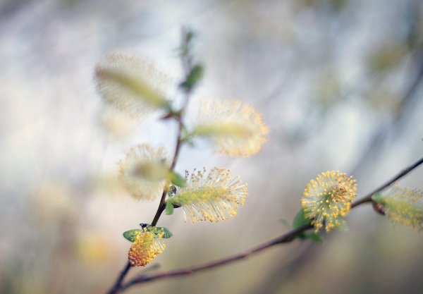 верба цветение