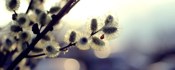 с вербным воскресеньем открытки