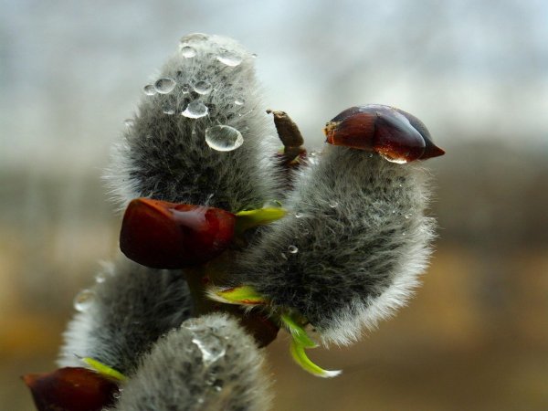 почки вербы
