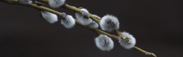 почки вербы