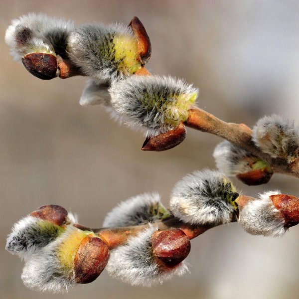 почки вербы