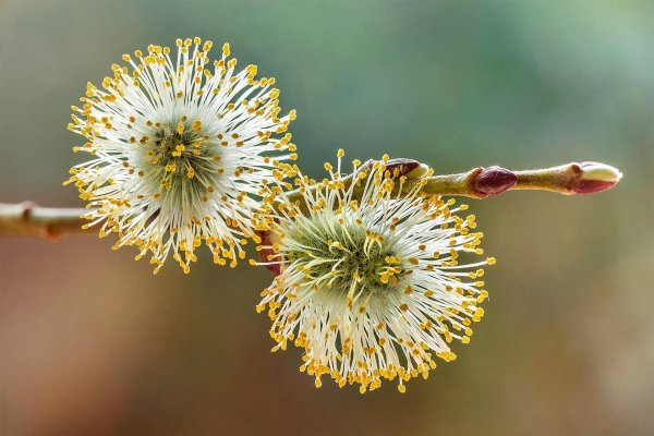 верба цветение