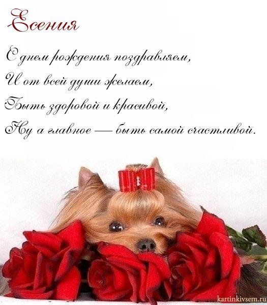 йоркширский терьер