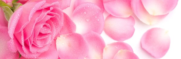 розовая роза