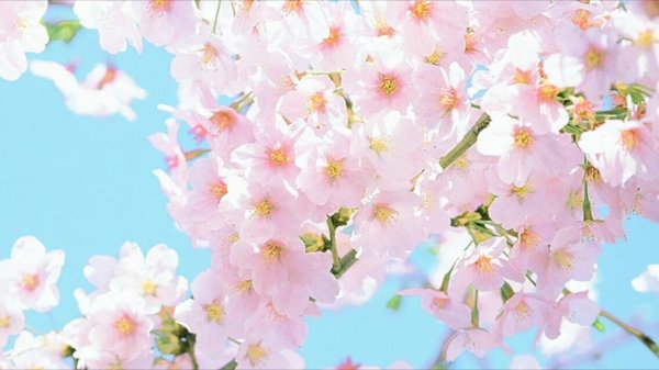 цветет вишня