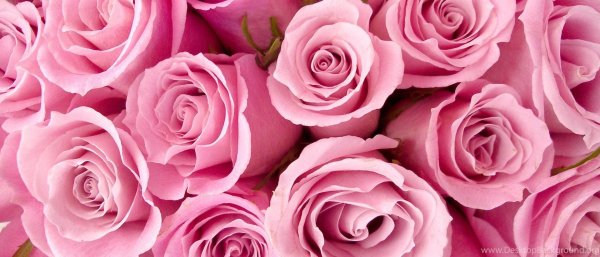 розовая роза