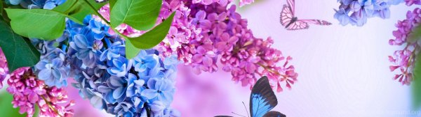 сирень весной