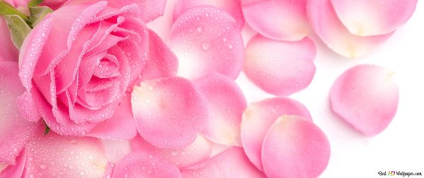 розовая роза