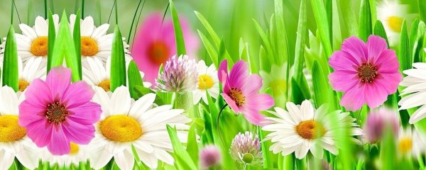 цветочные фоны