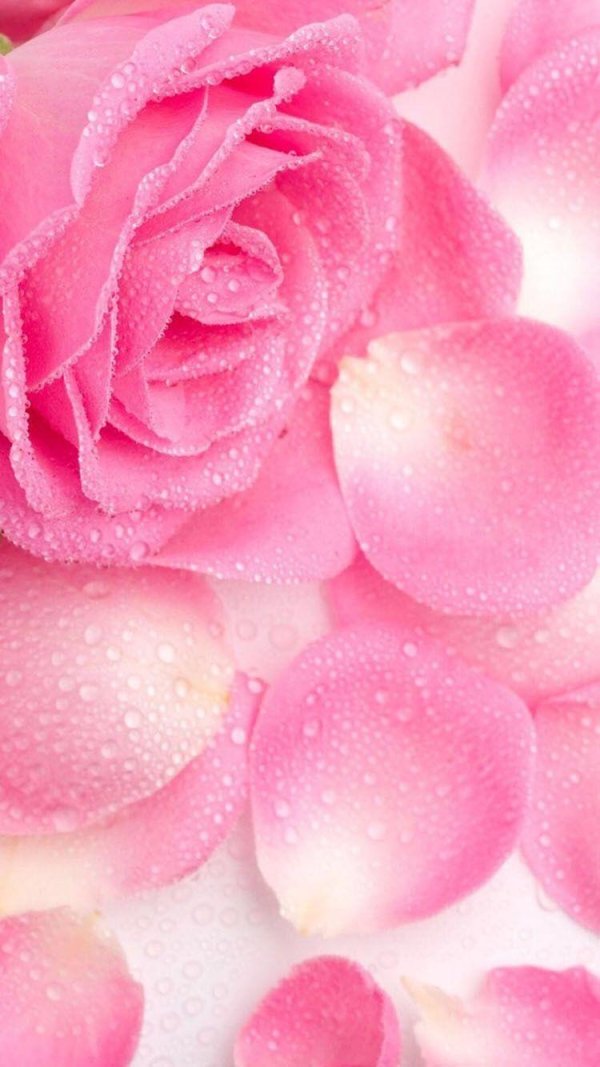 розовая роза