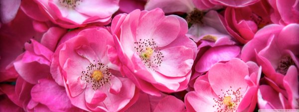 розовая роза