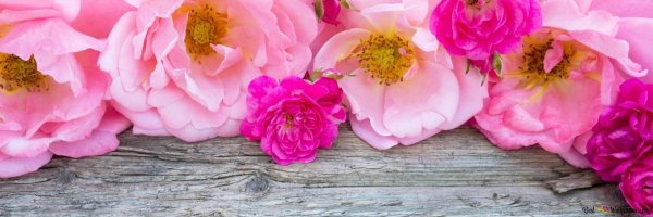 розовая роза