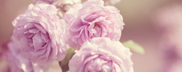 пионы нежные