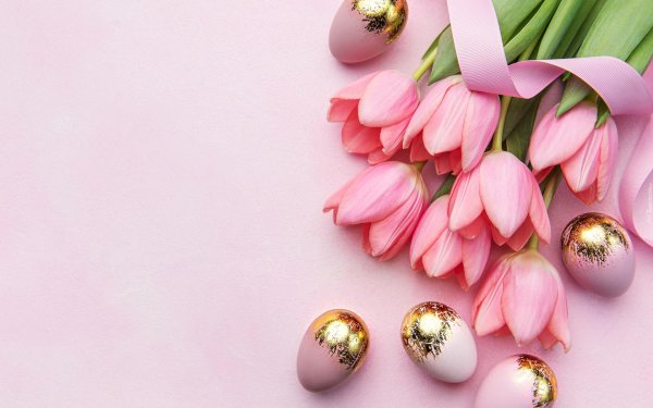 тюльпан розовый