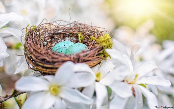 гнезда птиц