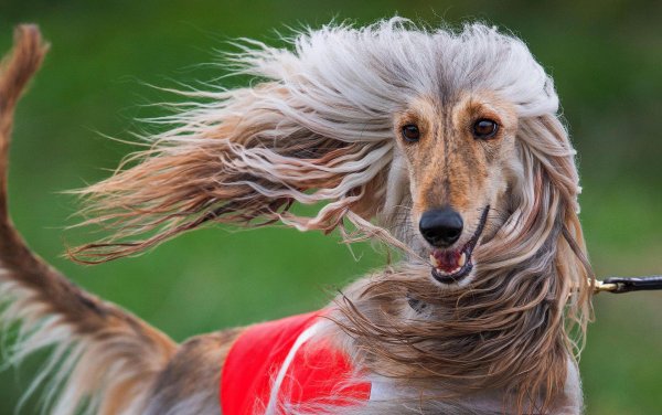 7афганская борзая afghan hound