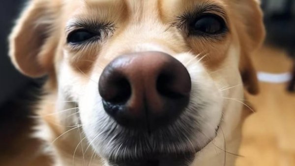 смешная морда собаки