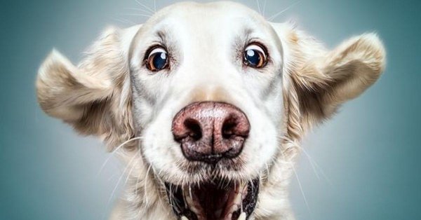 смешная морда собаки