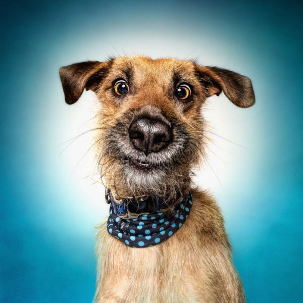 эльке фогельзанг