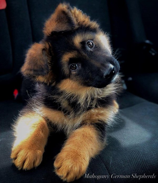german shepherd немецкая овчарка щенок
