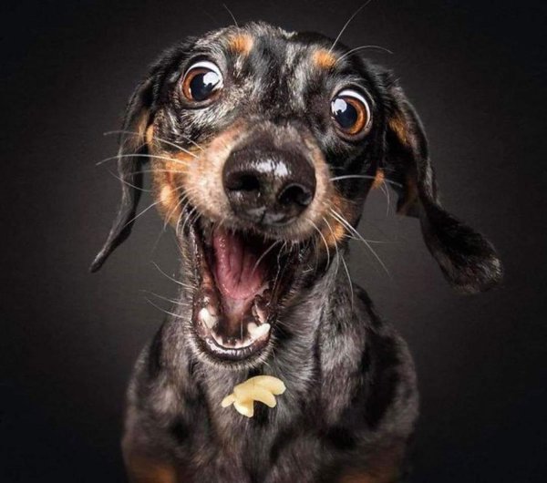 смешная морда собаки