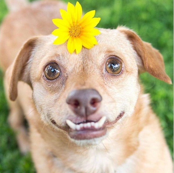 забавные собаки