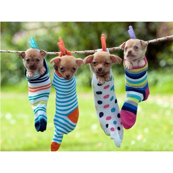 мини тойчики карманные собачки