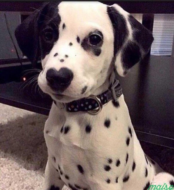 далматин порода собак