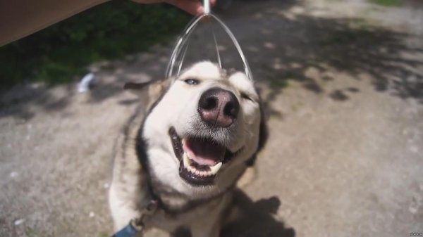 массажер для головы