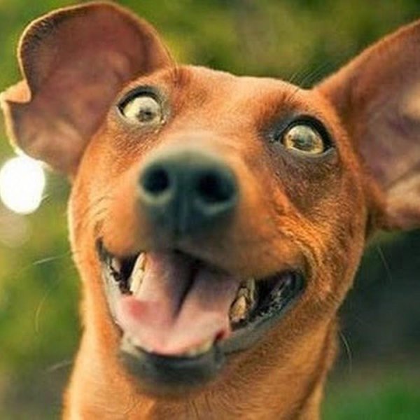 манчестерский терьер рыжий