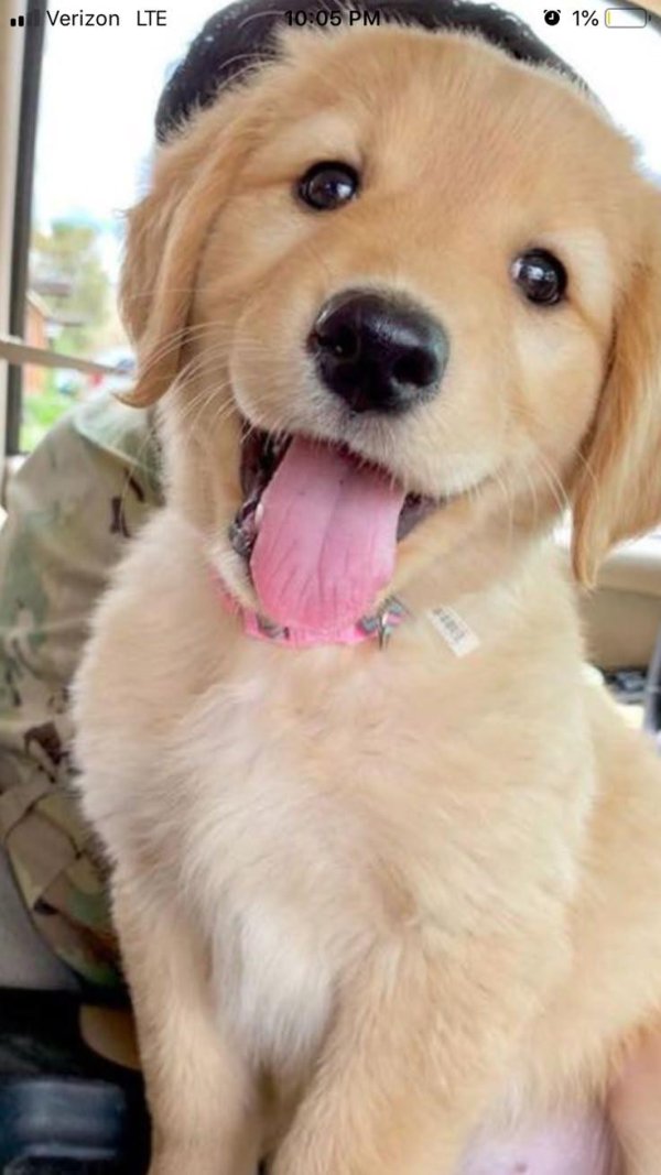 золотистые ретриверы щенки