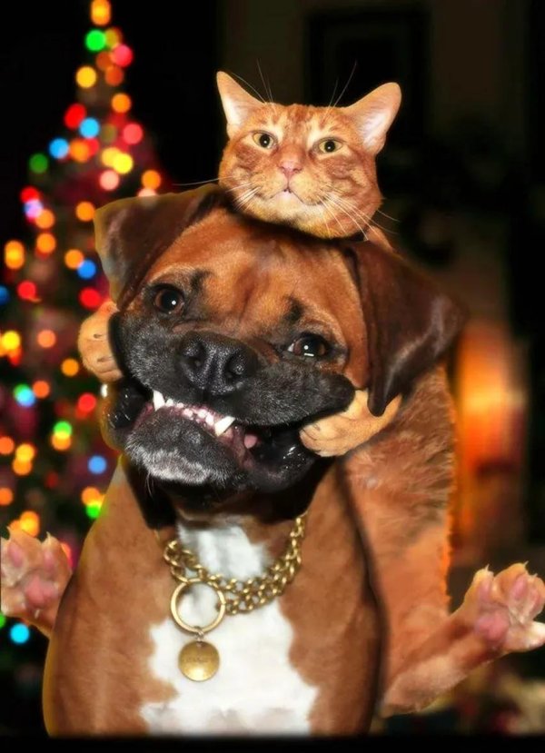 смешные собаки и коты